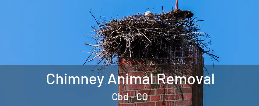 Chimney Animal Removal Cbd - CO