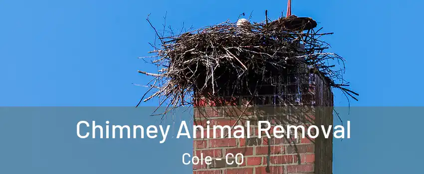 Chimney Animal Removal Cole - CO