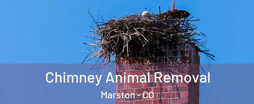 Chimney Animal Removal Marston - CO