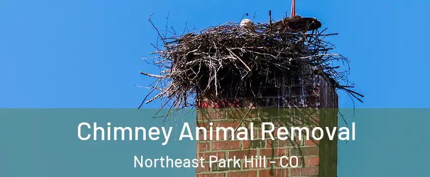 Chimney Animal Removal Northeast Park Hill - CO