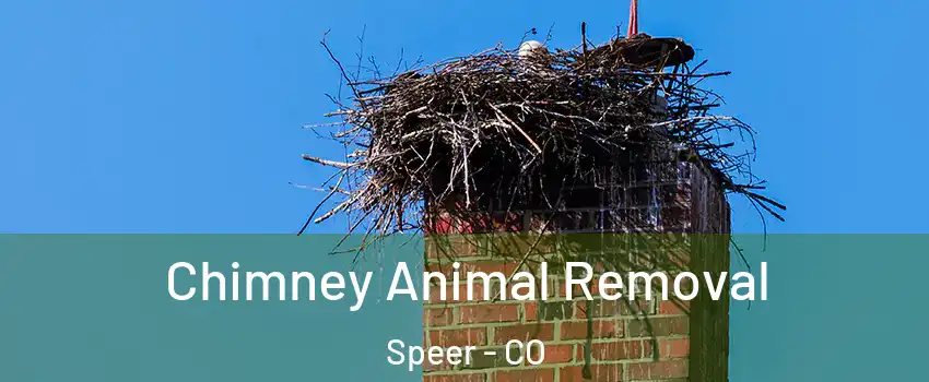 Chimney Animal Removal Speer - CO