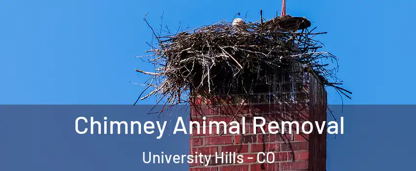 Chimney Animal Removal University Hills - CO