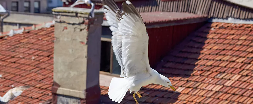 Residential Chimney Animal Removal Solution in Jefferson Park, CO